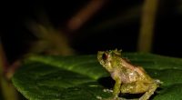 Descubren nueva especie de rana en los Andes de Ecuador – La Voz del Altiplano