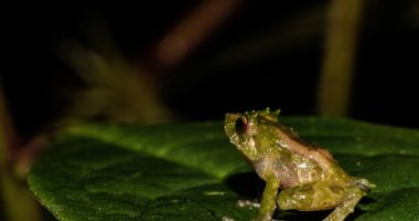 Descubren nueva especie de rana en los Andes de Ecuador – La Voz del Altiplano