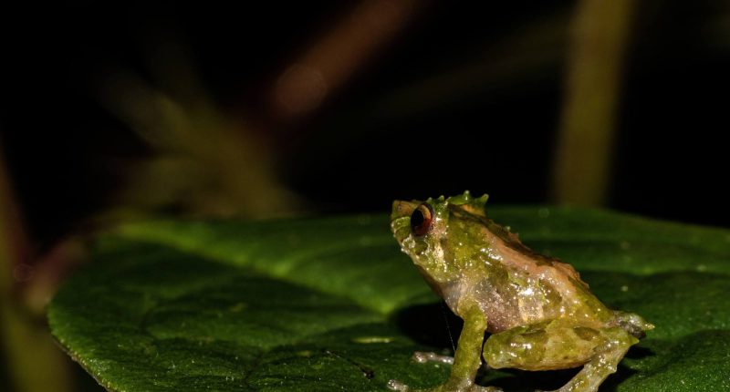 Descubren nueva especie de rana en los Andes de Ecuador – La Voz del Altiplano