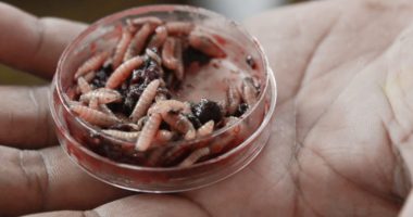 ¿Dónde se concentran los 271 casos del gusano barrenador en humanos en Nicaragua? – La Voz del Altiplano