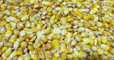 Dictadura aprueba importación de maíz amarillo por desabastecimiento de este grano – La Voz del Altiplano