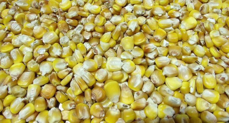 Dictadura aprueba importación de maíz amarillo por desabastecimiento de este grano – La Voz del Altiplano