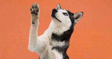 Sancionar la crueldad con los animales – La Voz del Altiplano