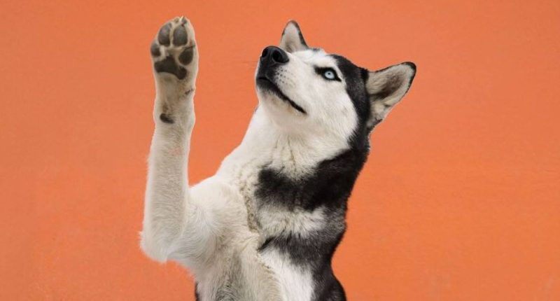 Sancionar la crueldad con los animales – La Voz del Altiplano