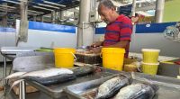 Albacora y picudo dominan la venta de pescado ante la ausencia de especies pequeñas – La Voz del Altiplano