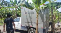 hallan el cuerpo de un joven en una plantación de plátano en el sitio La Medianía – La Voz del Altiplano