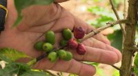 Crecimiento del café ecuatoriano y su impacto – La Voz del Altiplano