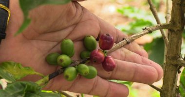 Crecimiento del café ecuatoriano y su impacto – La Voz del Altiplano