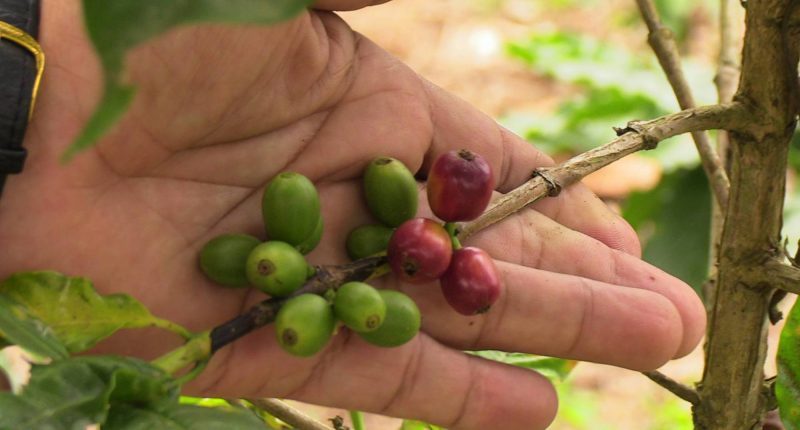 Crecimiento del café ecuatoriano y su impacto – La Voz del Altiplano