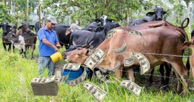 Así aportan al sector productivo – La Voz del Altiplano