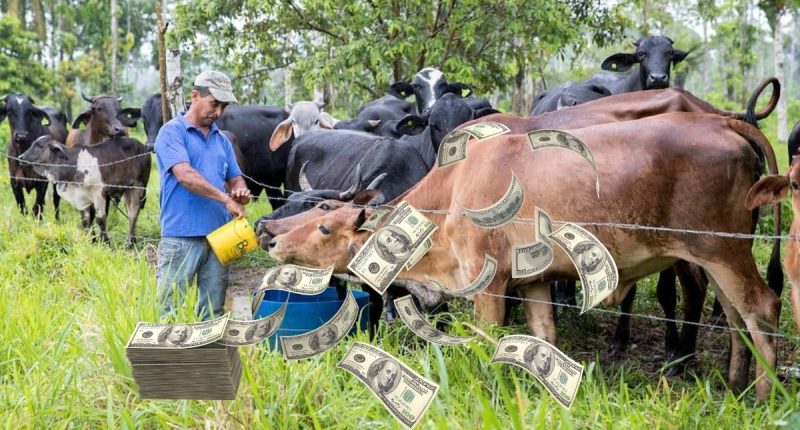 Así aportan al sector productivo – La Voz del Altiplano