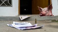 Juez de Manta amenazado con panfleto, balas y cerdo – La Voz del Altiplano