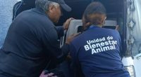 Menor herido en rostro por ataque de dos perros en Quito – La Voz del Altiplano