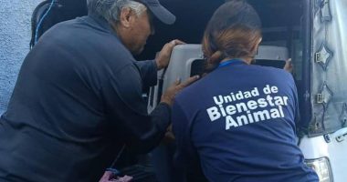 Menor herido en rostro por ataque de dos perros en Quito – La Voz del Altiplano