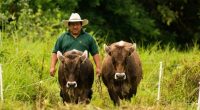 Más de 120 mil animales han fallecido – La Voz del Altiplano