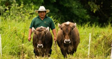 Más de 120 mil animales han fallecido – La Voz del Altiplano