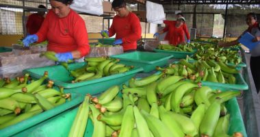 Cantones con menor población lideran el crecimiento económico en Manabí – La Voz del Altiplano