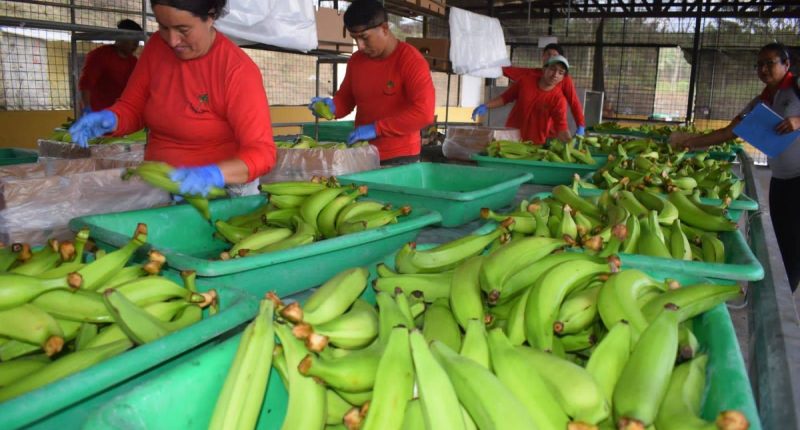 Cantones con menor población lideran el crecimiento económico en Manabí – La Voz del Altiplano