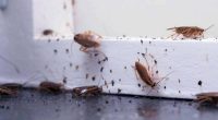 Cómo Ahuyentar Cucarachas con Métodos Efectivos y Seguros – La Voz del Altiplano