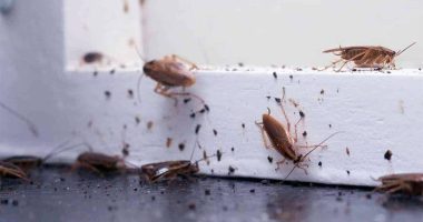 Cómo Ahuyentar Cucarachas con Métodos Efectivos y Seguros – La Voz del Altiplano