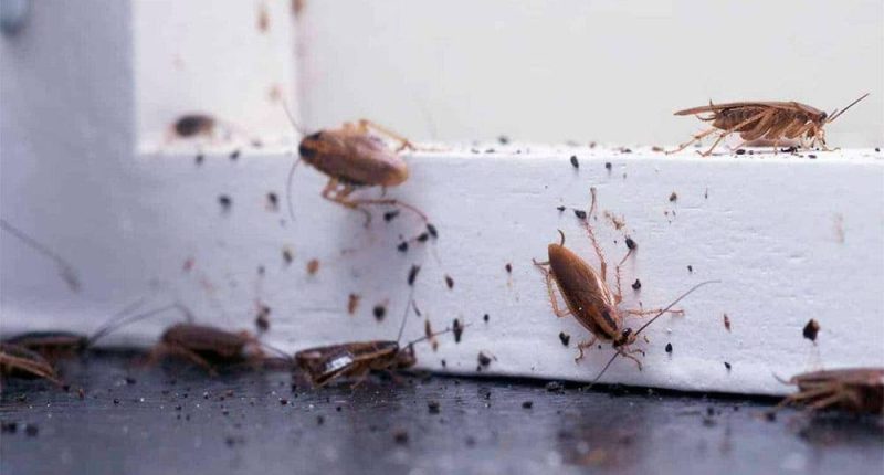 Cómo Ahuyentar Cucarachas con Métodos Efectivos y Seguros – La Voz del Altiplano