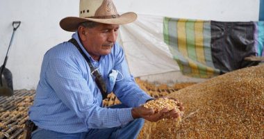 Nuevo precio del maíz en Ecuador: fijan bandas mínimas – La Voz del Altiplano