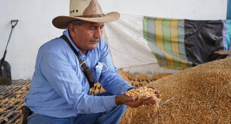 Nuevo precio del maíz en Ecuador: fijan bandas mínimas – La Voz del Altiplano