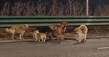 Siete perros recorren 17 km tras escapar y vuelven a casa – La Voz del Altiplano