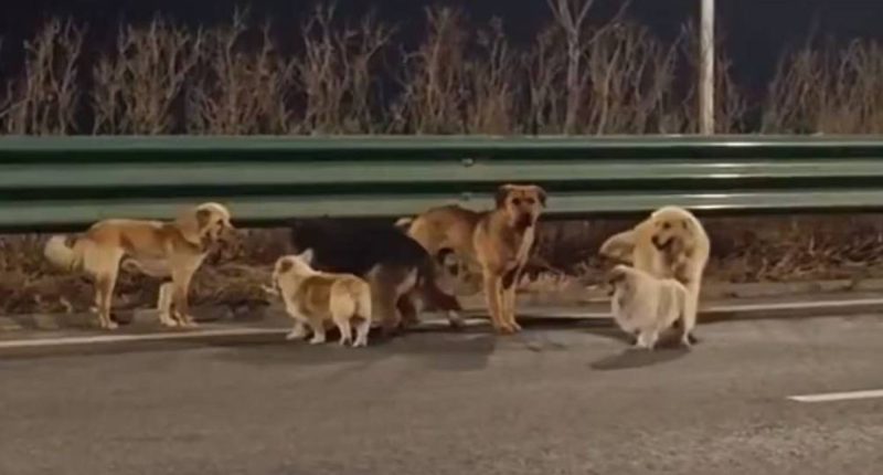 Siete perros recorren 17 km tras escapar y vuelven a casa – La Voz del Altiplano