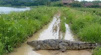 Avistamientos de caimán en Daule preocupa a habitantes – La Voz del Altiplano