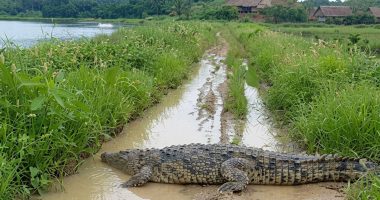 Avistamientos de caimán en Daule preocupa a habitantes – La Voz del Altiplano