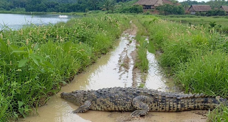 Avistamientos de caimán en Daule preocupa a habitantes – La Voz del Altiplano
