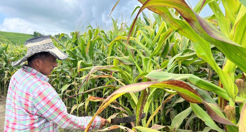 El déficit de lluvias en Manabí preocupa al sector agrícola – La Voz del Altiplano