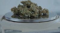 Condena de 12 años por tráfico de marihuana en Ambato – La Voz del Altiplano