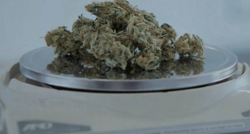 Condena de 12 años por tráfico de marihuana en Ambato – La Voz del Altiplano