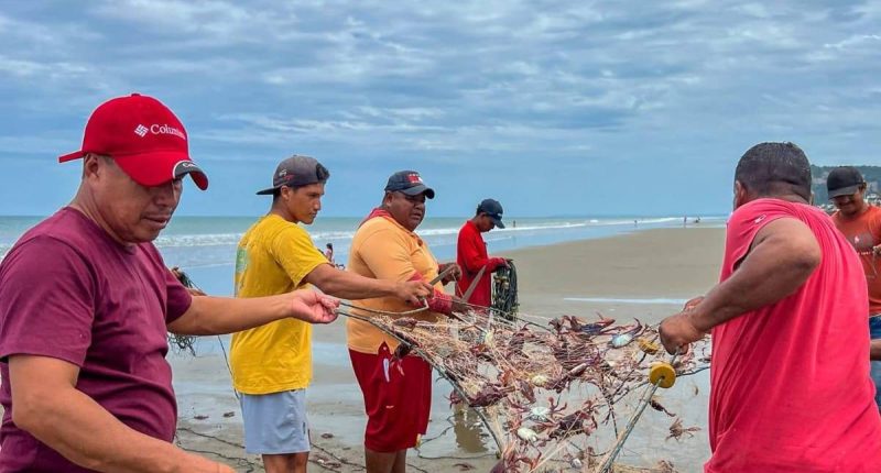 Pérdidas San Jacinto y San Alejo por jaiba morada – La Voz del Altiplano