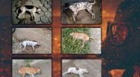 Indignación en Rocafuerte por hallazgo de perros envenenados – La Voz del Altiplano
