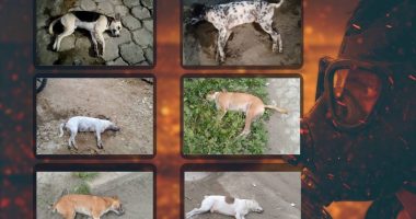 Indignación en Rocafuerte por hallazgo de perros envenenados – La Voz del Altiplano