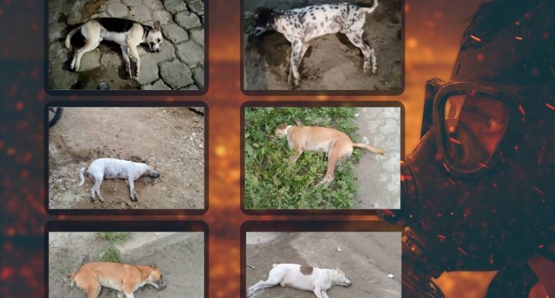Indignación en Rocafuerte por hallazgo de perros envenenados – La Voz del Altiplano