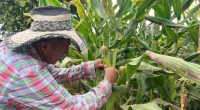 Más del 50 % de las plantaciones de maíz están afectadas por una plaga – La Voz del Altiplano