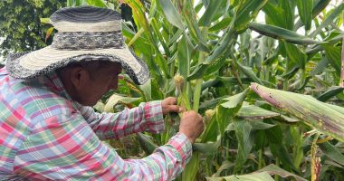 Más del 50 % de las plantaciones de maíz están afectadas por una plaga – La Voz del Altiplano