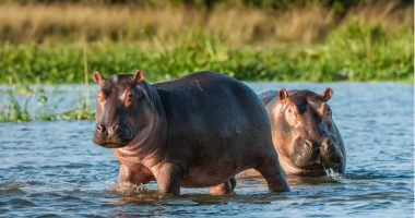 Hipopótamos de la cocaína: herencia salvaje en Colombia – La Voz del Altiplano