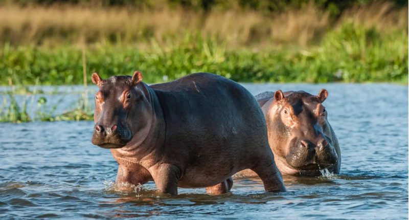 Hipopótamos de la cocaína: herencia salvaje en Colombia – La Voz del Altiplano