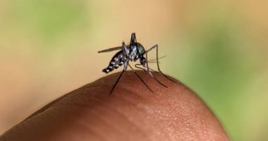 La OPS alerta sobre transmisión sostenida de fiebre amarilla en Sudamérica – La Voz del Altiplano