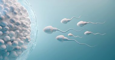 Estudian conexión entre eyaculación y calidad del esperma – La Voz del Altiplano