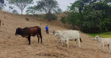 Ganaderos piden a Noboa declarar emergencia hídrica – La Voz del Altiplano