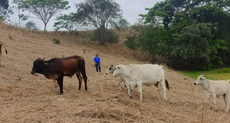 Ganaderos piden a Noboa declarar emergencia hídrica – La Voz del Altiplano