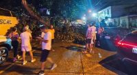 Un árbol colapsa en Guayaquil y provoca daños en vehículos – La Voz del Altiplano