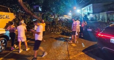 Un árbol colapsa en Guayaquil y provoca daños en vehículos – La Voz del Altiplano
