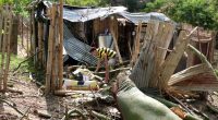 padre relata cómo un ceibo dañó su vivienda – La Voz del Altiplano